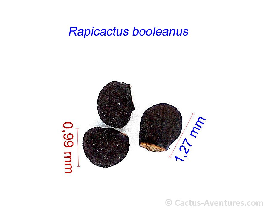 Rapicactus booleanus JM